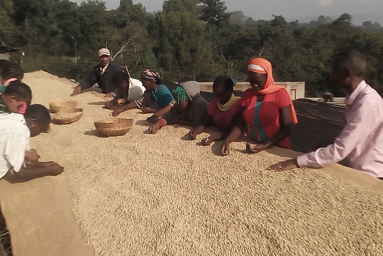 Ethiopia - Guji