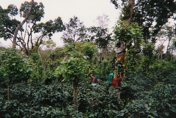India Balanoor Estate