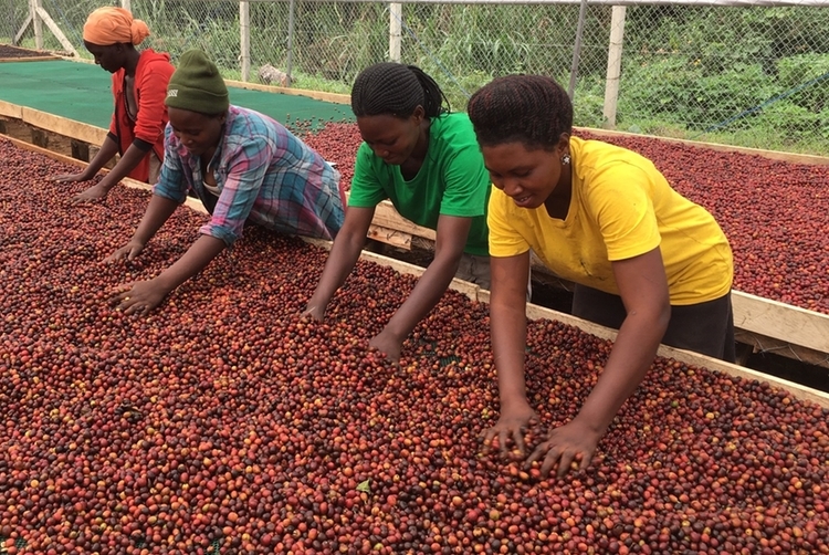 Uganda Nyabubare