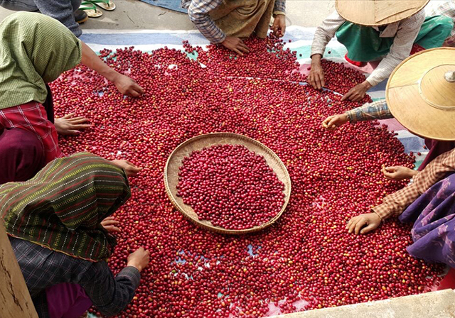 Myanmar Green Land Honey