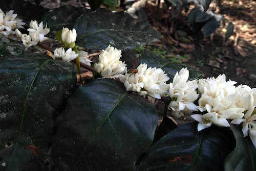 Peru La Palma Lot 2