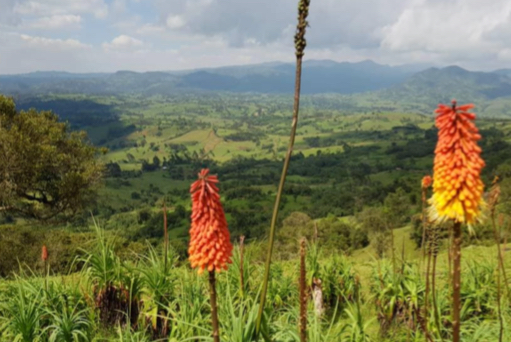 Ethiopia Bale Mountain