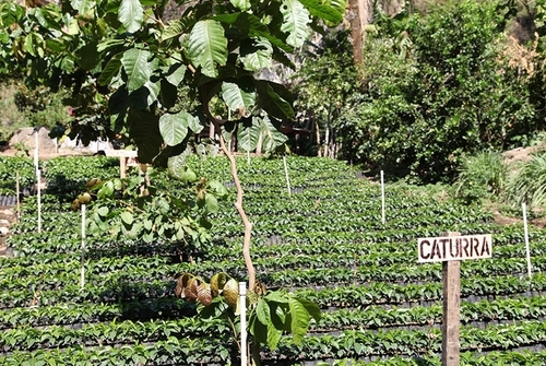 Guatemala Pampojila