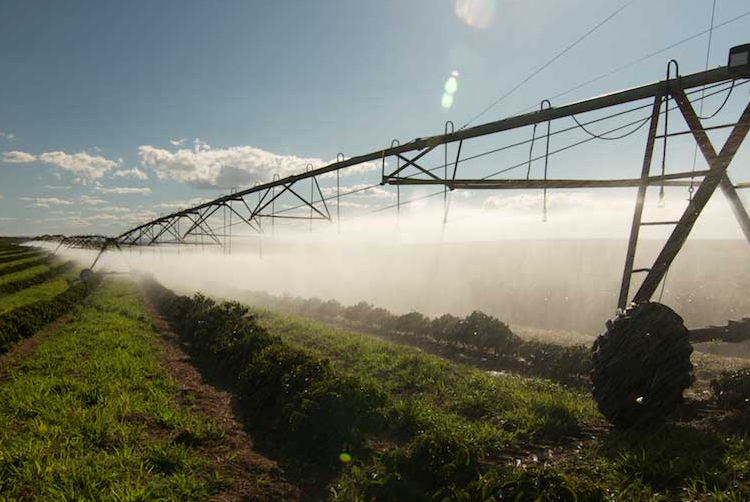 Brazil - Fazenda Progresso