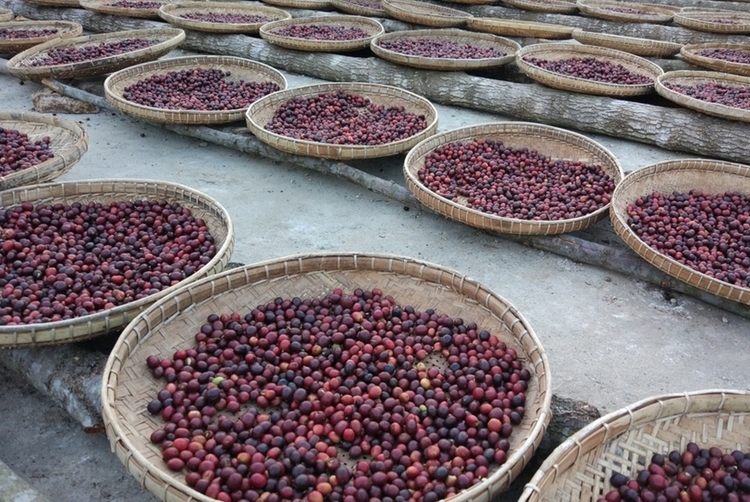 Myanmar - Ngu Shwe Li Estate