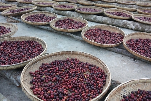 Myanmar - Ngu Shwe Li Estate